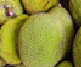RGI